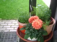 Neue Ponpondahlie.13.08.2011.webp