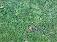Rasen.webp