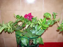 Vico 2011 001.webp