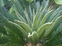 DSC00435.webp