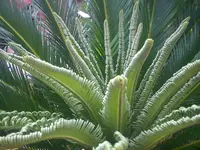 DSC00436.webp