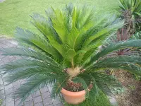 DSC00437.webp