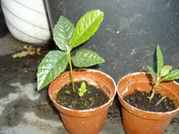 IMGP2054.webp