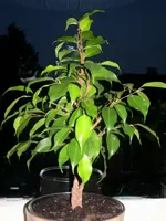 3 Ficus geflochten am 26.08.2011.webp
