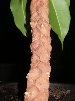 3 Ficus-Stämmchen geflochten am 26.08.2011.webp