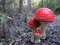 tn_Fliegenpilzgruppe 11.3.2011 (2) Alb v.webp