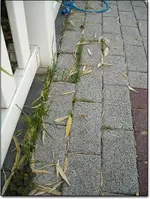 rasen_im_pflaster.webp