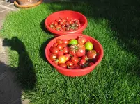 IMG_0605a.webp