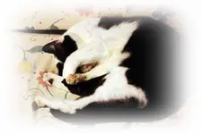 Meeko [1024x768].webp