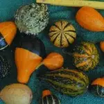 zierkürbis.webp