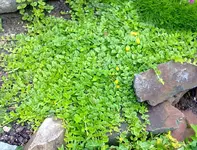 pfennigkraut.webp