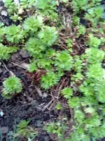 moossteinbrach weiss.webp