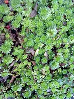 moossteinbrech rot.webp