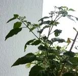 Nachtschatten1.webp