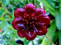 Schokoladenblume125.webp