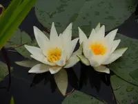 Seerose012.webp