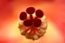 Hibiskus (2).webp