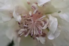 Stockrose.webp