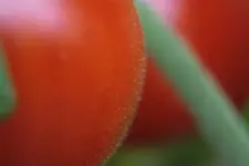 Tomate.webp