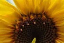 Sonnenblume.webp