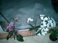 Orchideen_009.webp
