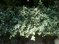 Foto.webp