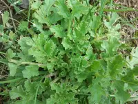 20110828140309.webp