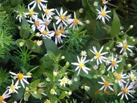 DSCN0774.webp