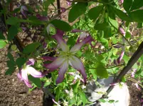 CIMG3980.webp