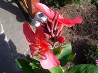 CIMG3978.webp