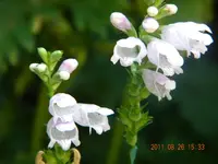 DSCN0778.webp