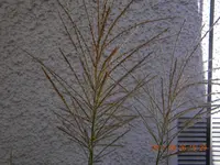 DSCN0771.webp
