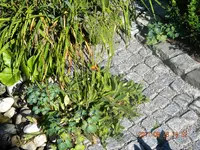 DSCN0785.webp