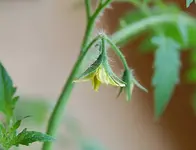 seramis_II.webp