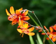 Gartenmonbretie Emily McKenzie_kleiner.webp
