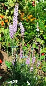 Prachtscharte_kleiner.webp