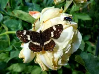 Schmetterling086.webp