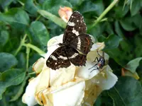 Schmetterling096.webp