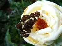 Schmetterling098.webp