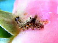 Raupe084.webp