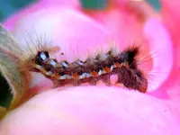 Raupe095.webp