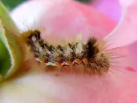 Raupe104.webp