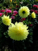 Dahlien052.webp