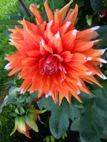 Dahlien053.webp