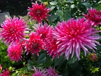 Dahlien051.webp