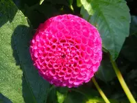 A-Dahlien055.webp