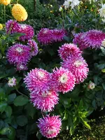 A-Dahlien059.webp