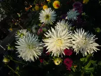 A-Dahlien054.webp