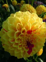 A-Dahlien057.webp