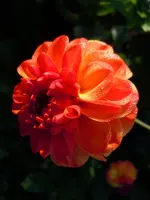 A-Dahlien062.webp
